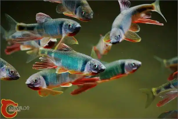 遇见中国原生鱼---鱲 (1) 宽鳍鱲