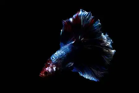 泰国将军斗鱼图片