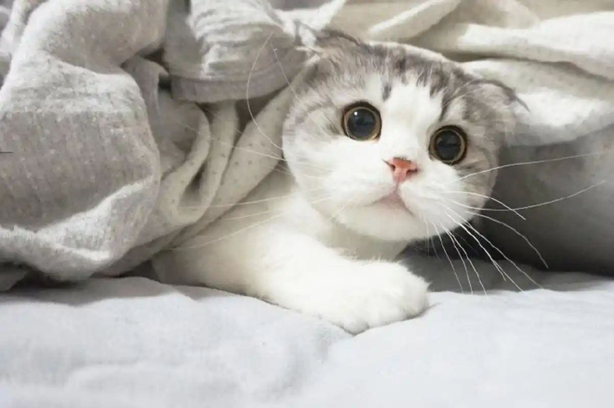 来自韩国的小猫咪zero.