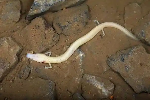 不吃东西可以活10年?地球上最接近龙的生物——洞螈