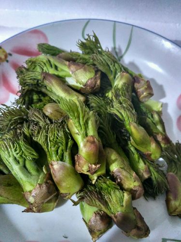 刺老芽 东北特产山野菜野生刺嫩芽 新鲜刺龙芽 拍2斤顺丰包邮