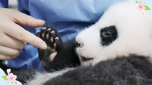 精彩一刻能挠熊猫宝宝手掌心的人是我们嫉妒的人