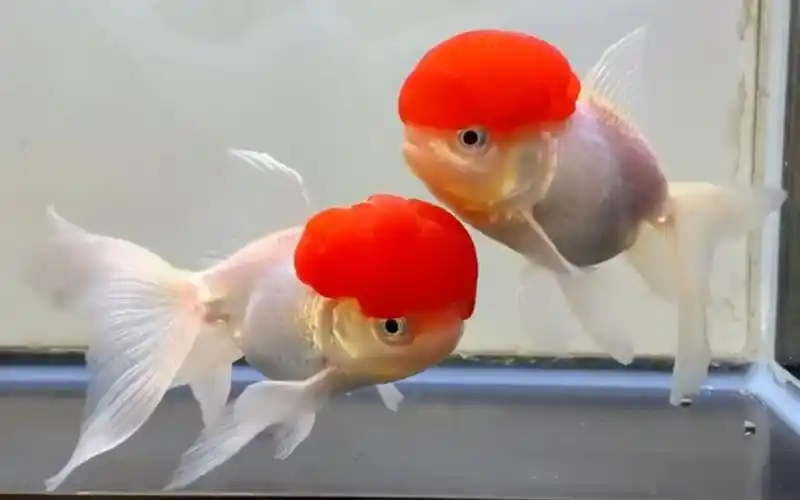 又一大波鹤顶红金鱼来袭-转载自日本及泰国鱼友