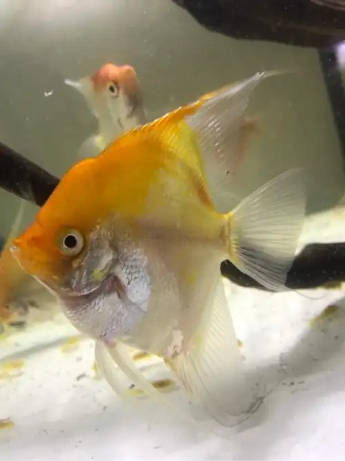 鱼友交流红魔鬼