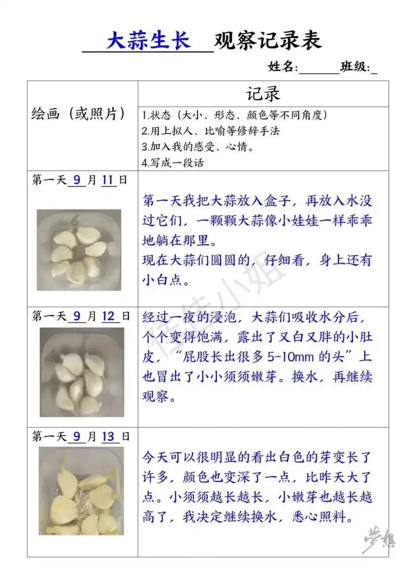 蒜苗的生长观察记录表.