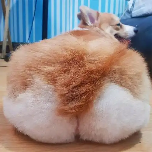 这种「肥美小屁屁」,看一整天都不会腻.▼开始放图!