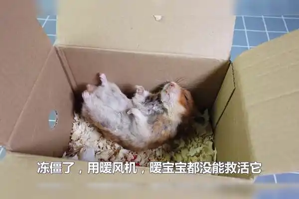 养了一年多的仓鼠死掉了不知道是老死的还是冷死了伤心