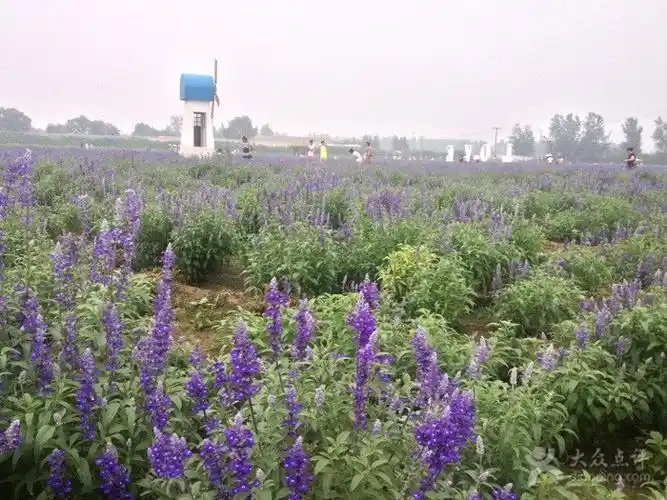 紫海香田薰衣草庄园iphone_upload_pic图片 - 第16张