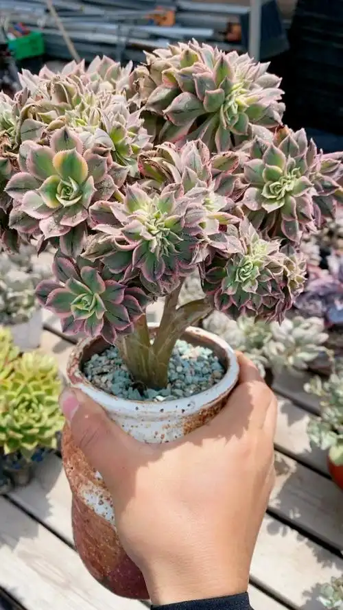 灿烂缀化大群木质老桩10592!