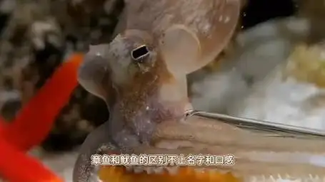 章鱼和鱿鱼的区别不止名字和口感,还有很多不同你知道吗?