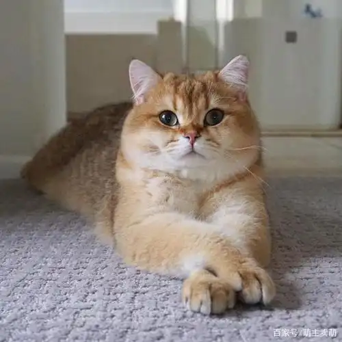 披着一身金色龙袍的英国短毛猫