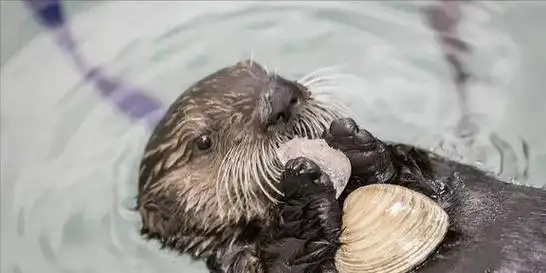 浑身是戏的呆萌海獭游泳时把孩子放肚子上睡觉时还喜欢手牵手