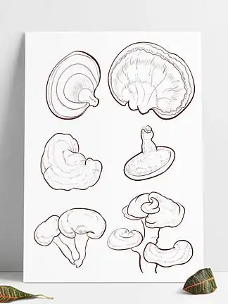 i>简 /i> i>笔 /i> i>画 /i>药材灵芝黑白线稿