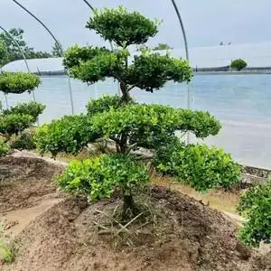小叶黄杨树庭院别墅地景造型绿化独杆冬青黄杨盆景树四季常青树苗