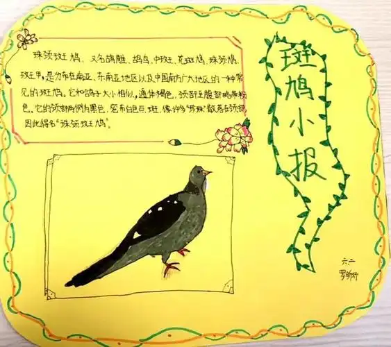 一张张漂亮美丽的珠颈斑鸠科普小卡片慢慢成型了,别出心裁的设计突显