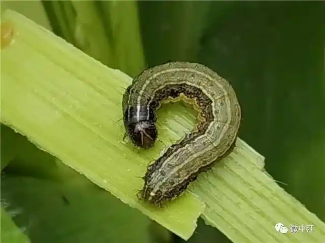 加强草地贪夜蛾防控,中江县农业农村局这样做