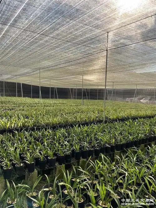 现居福建省漳州市南靖县山城镇,现自己家里兰花基地3亩余,种植2年多