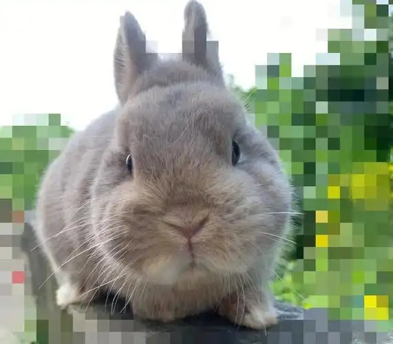 大家帮看看兔子是什么颜色呢
