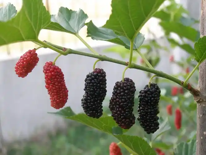 有一种酸甜叫黑金椹,那是初夏的味道!_桑葚