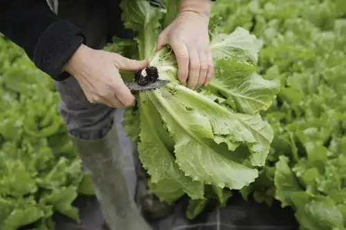 西方人,手,一个人,菜园,站,横图,俯视,室内,特写,白天,农作物,田园