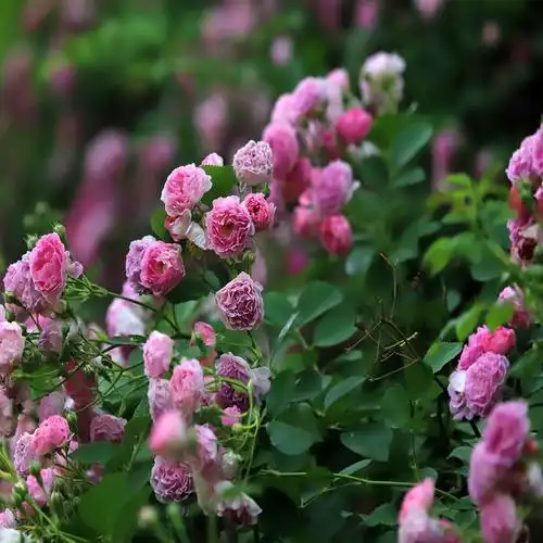 三季大花蔷薇批发 藤本植物 多色爬藤 绿化工程用苗 启诺花卉