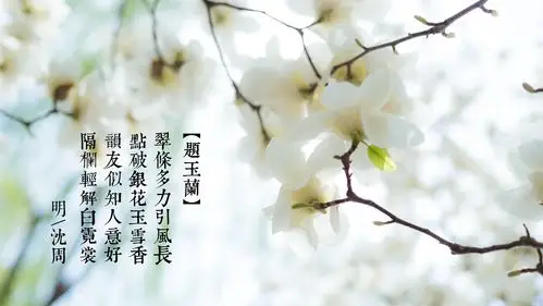 又见玉兰花,有诗有远方.