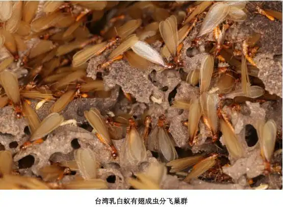 台湾乳白蚁