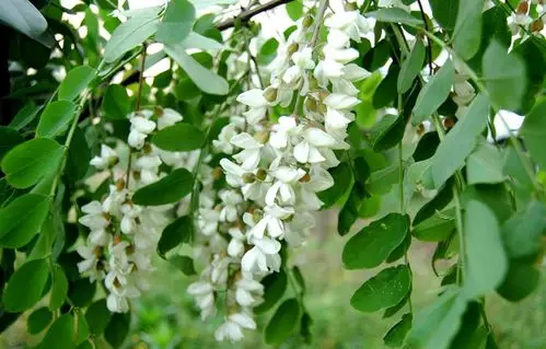 国槐花为什么不能吃(槐花对男士性功能有哪些好处)