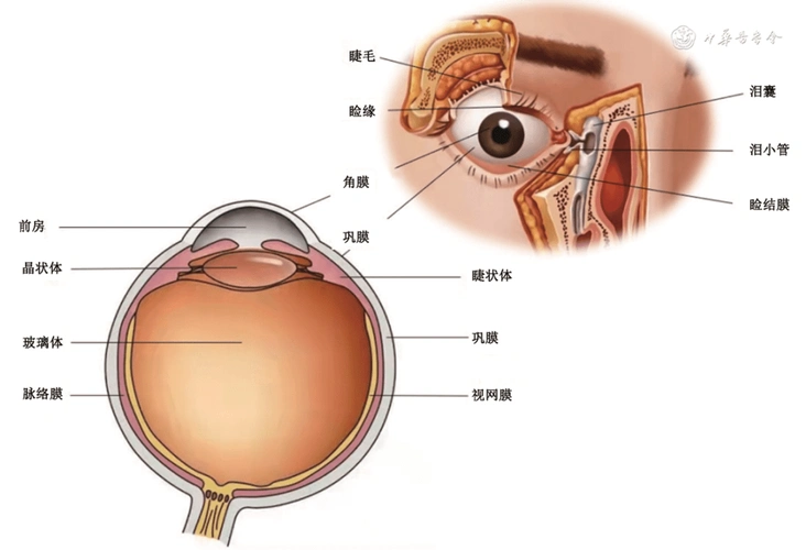 感染性眼病的病原微生物实验室诊断专家共识