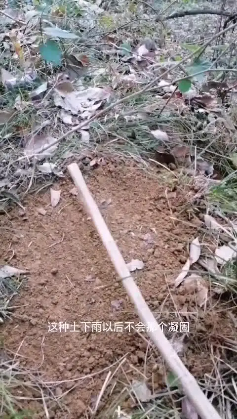 第二代伏虎结野猪套弹簧踏板1877283安全=8090横立式弹簧套使用方法