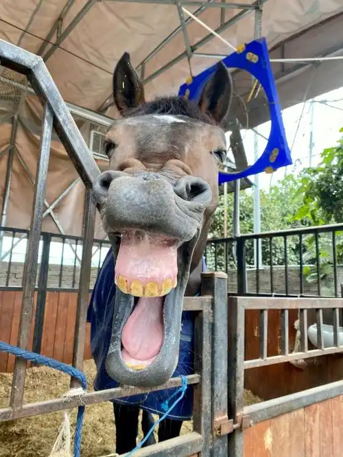 见过马儿大笑吗听说看到马大笑的都会好运