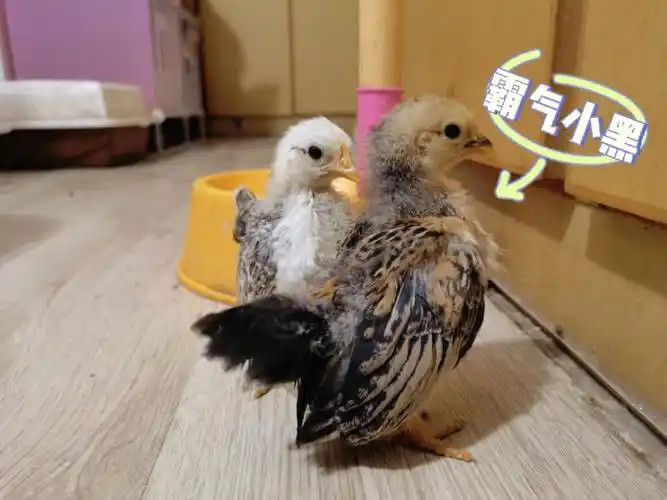 小鸡们还算适应已经有塞拉玛的样子了不知道有没有大神能看出公母了