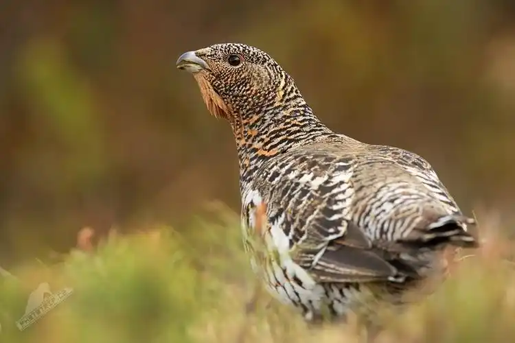 p>松鸡(学名: i>tetrao urogallus /i>):是 a target="_blank" href=