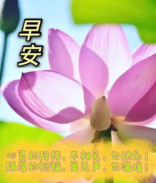 8张创意唯美的清晨早上好问候祝福语图片最美早晨好问候祝福图片表情