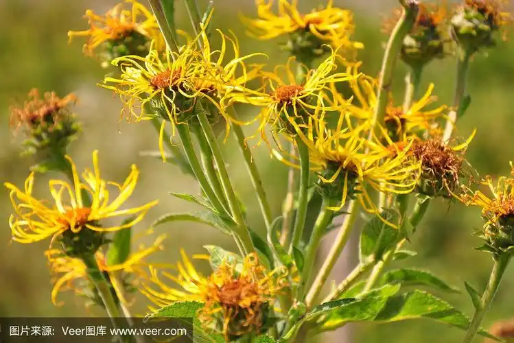 土木香(旋覆helenium)