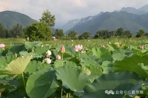 华州区高塘镇柿村瑶池边的古村庄