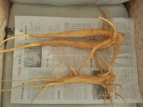 18917获赞数:56723lv18 擅长:度假旅游  展开全部 应该是商陆的根吧