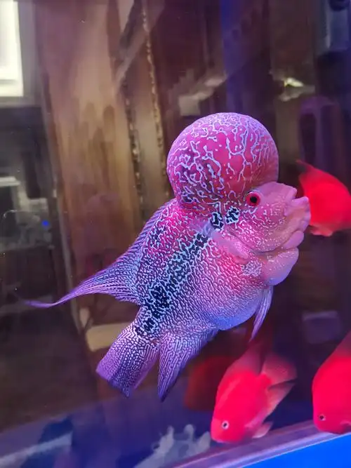 大伙瞧瞧三鳍算长麽