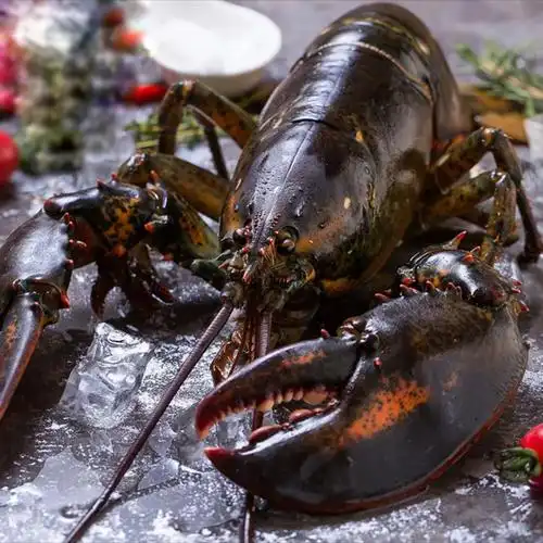 波士顿龙虾鲜活海鲜水产特大海虾1斤10斤澳洲澳龙大龙虾