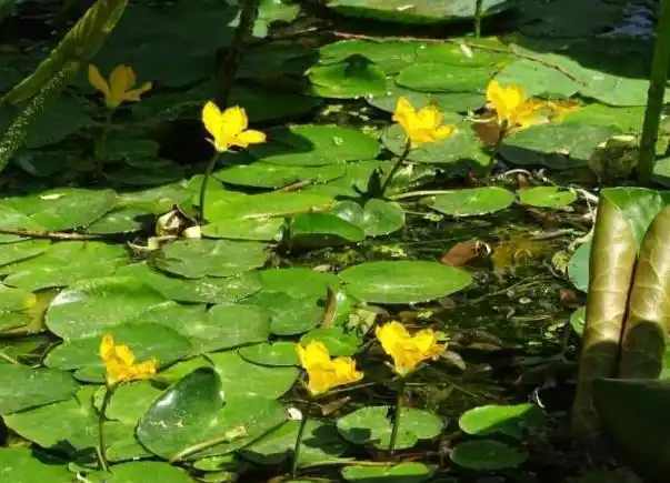 徐志摩诗句中的"青荇",古代人们的美食,现在农村捞起来喂猪