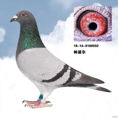 林波尔18-14-0160592_相册_湖北希韵赛鸽摄影 - 赛鸽资讯网