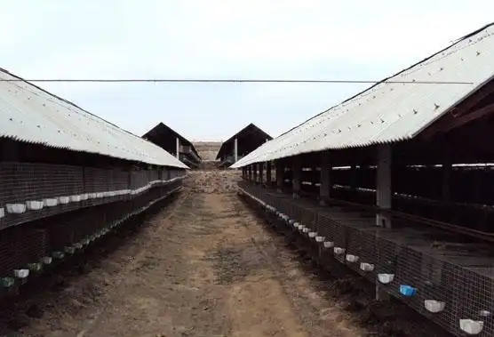 新式貉笼 东北貉子笼 小网孔貉子笼-畜牧,养殖业机械