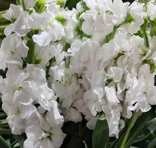 白色紫罗兰代表什么意思(紫罗兰的花语及寓意大全)_明日头条