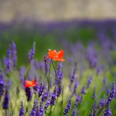 唯美头像,朝气蓬勃,微信头像,紫色薰衣草相关的头像图片挑选下载