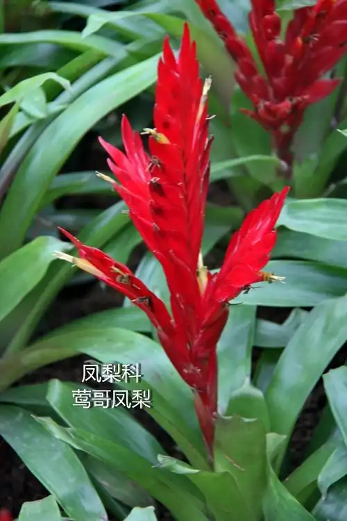 花卉图谱 凤梨花卉