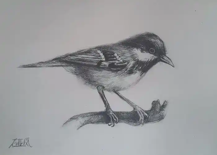 2020年名仕素描班第11轮作品1《彩铅鸟》