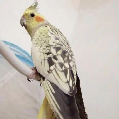 玄风宠物活体黄化珍珠原始灰玄凤可教说话的鸟活珍珠雏鸟20多天公