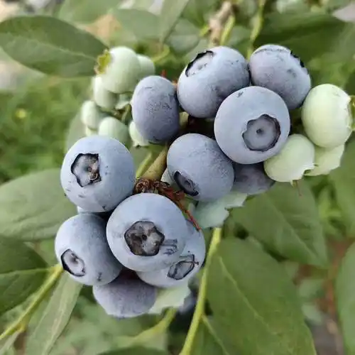 薄雾蓝莓苗 带营养土发货 脱毒苗