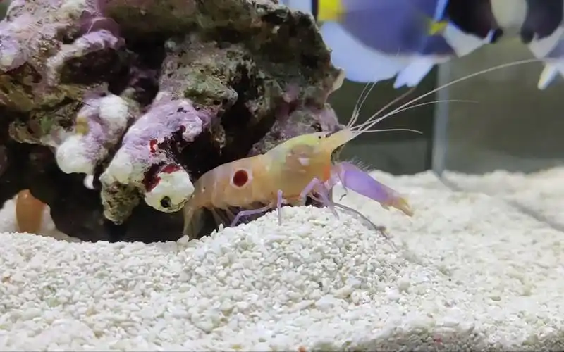 快脱壳的雌性牛眼枪虾