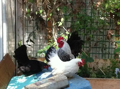 出泰国黑银观赏鸡和白桂观赏鸡,及七彩和白矮